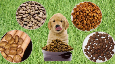 酶解法助力猫狗找回食欲，提高宠物食品适口性！